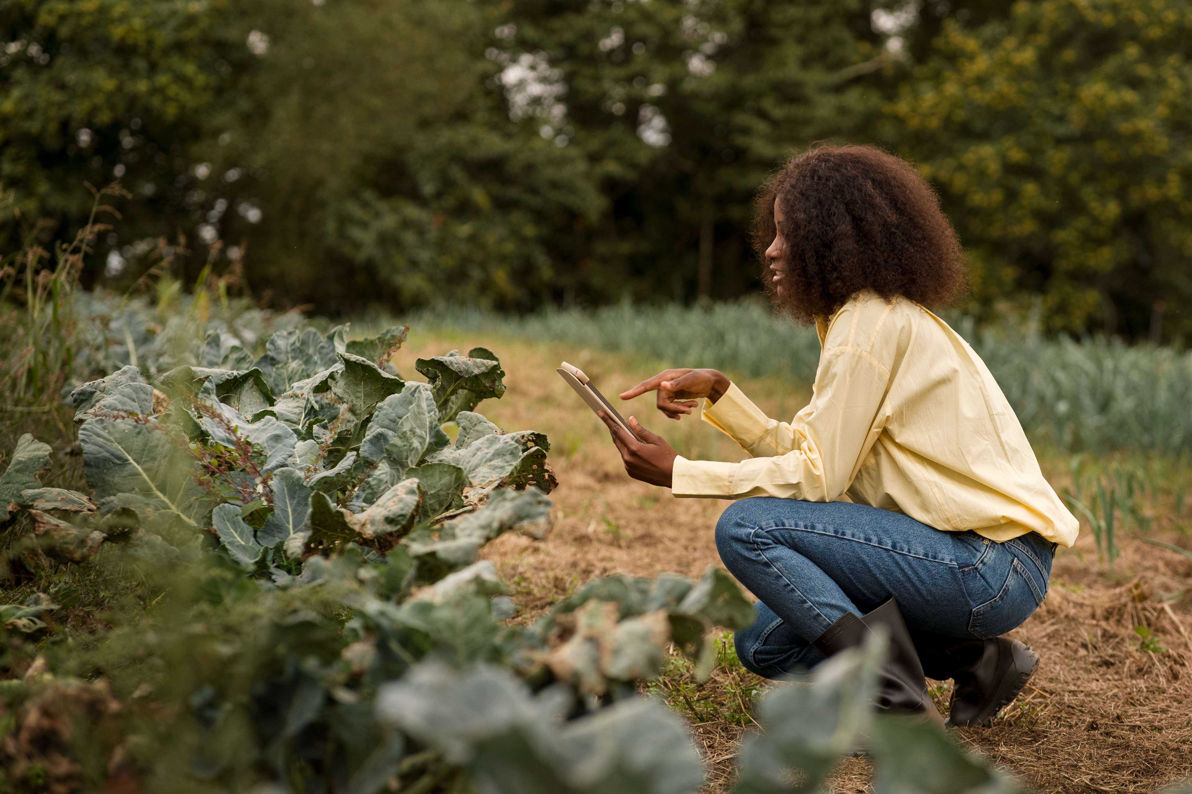 Soil sensors in a crop field